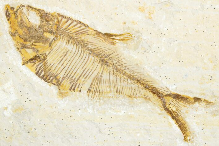 Detailed Fossil Fish (Diplomystus) - Wyoming #340129
